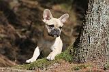 BOULEDOGUE FRANCAIS 545